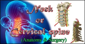 The Neck: Anatomy & Surgery
