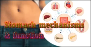 Stomach mechanisms & function